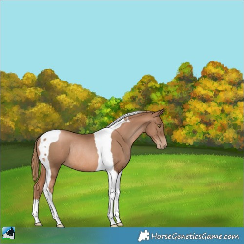 Horse Color:Liver Chestnut Pearl Tobiano Rabicano 