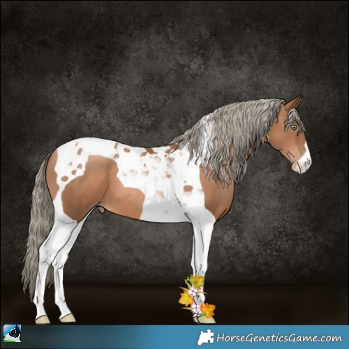 Horse Color:Liver Chestnut Pearl Tobiano 