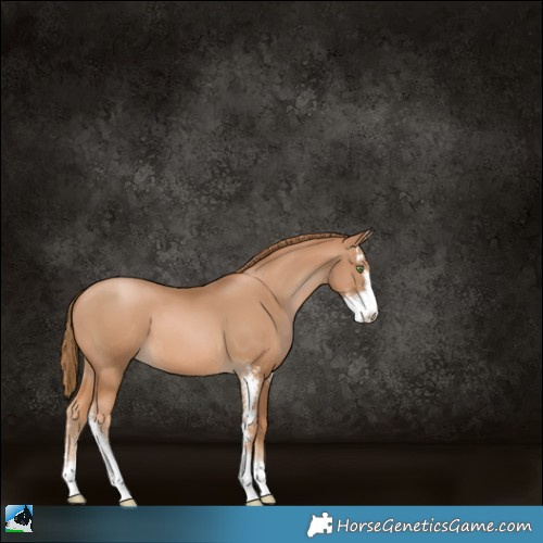 Horse Color:Chestnut Pearl Sabino 