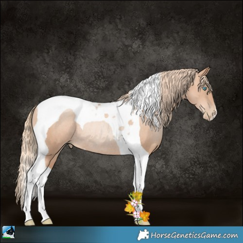 Horse Color:Gold Champagne Pearl Tobiano Rabicano 