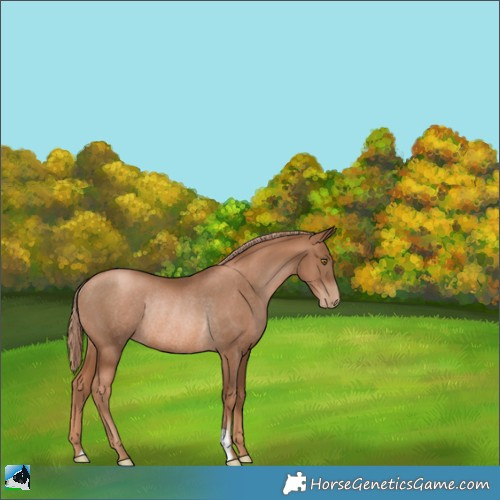 Horse Color:Liver Chestnut Pearl Rabicano 