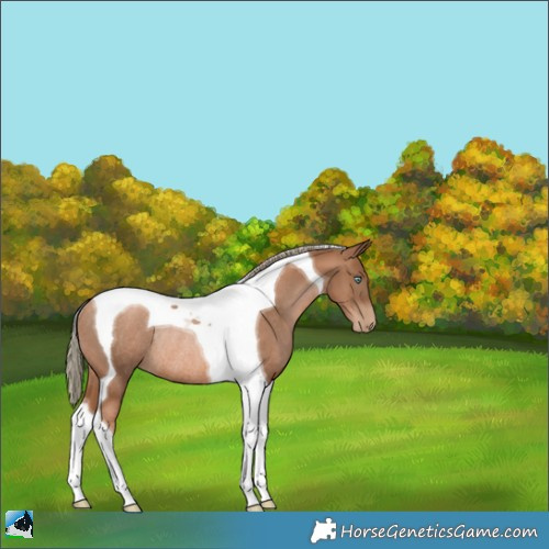 Horse Color:Liver Chestnut Pearl Tobiano Rabicano 