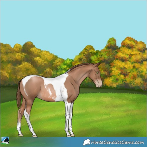 Horse Color:Liver Chestnut Pearl Tobiano 