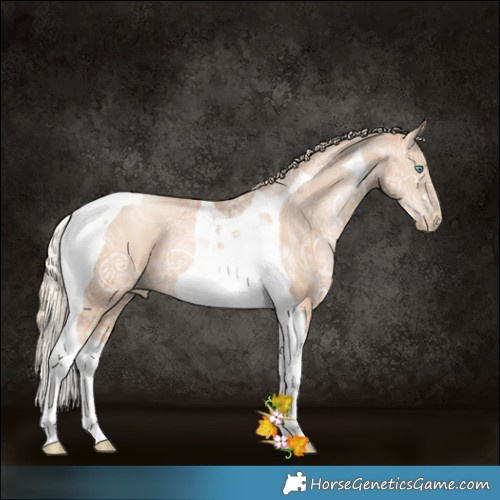 Horse Color:Gold Champagne Ice Pearl Tobiano 