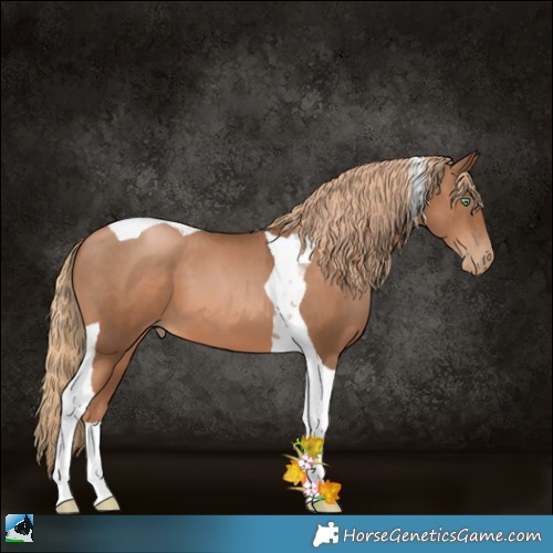 Horse Color:Liver Chestnut Pearl Tobiano 
