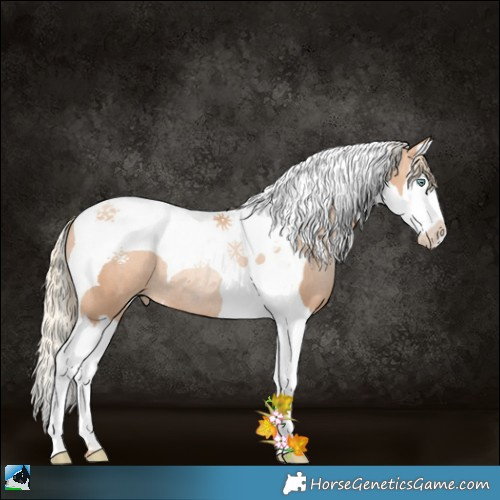 Horse Color:Gold Champagne Pearl Splash Tobiano Rabicano 