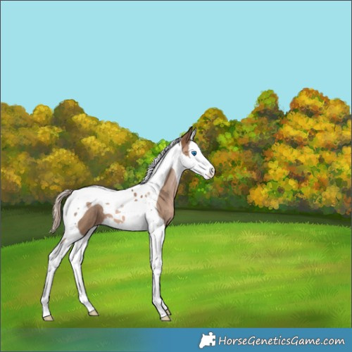 Horse Color:Liver Chestnut Pearl Splash Tobiano 