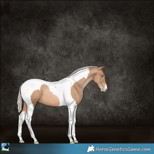 Horse Color:Chestnut Pearl Tobiano 