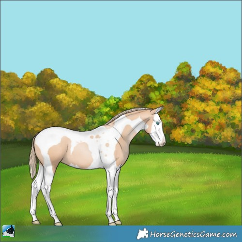 Horse Color:Gold Champagne Pearl Splash Tobiano 