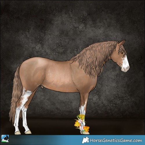 Horse Color:Liver Chestnut Pearl Sabino Rabicano 