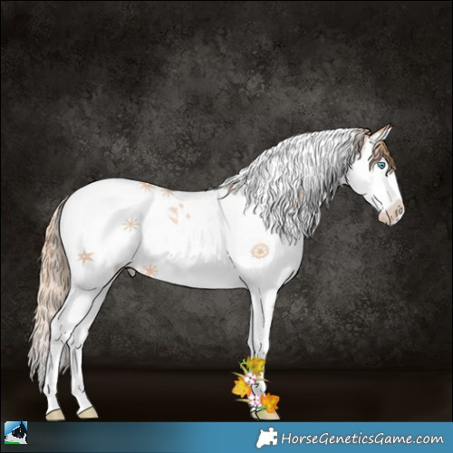 Horse Color:Gold Champagne Pearl Splash Tobiano 