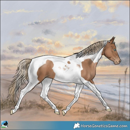 Horse Color:Liver Chestnut Pearl Tobiano