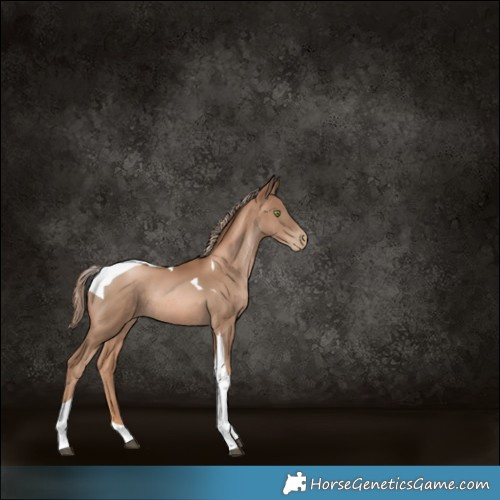 Horse Color:Liver Chestnut Pearl Tobiano Rabicano 