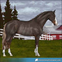 Horse Color:Liver Chestnut Rabicano 