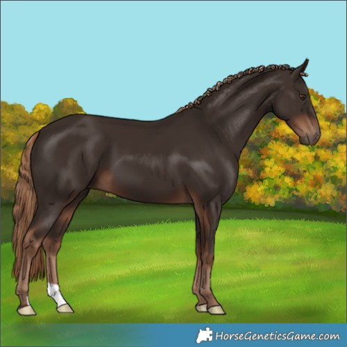 Horse Color:Liver Chestnut 