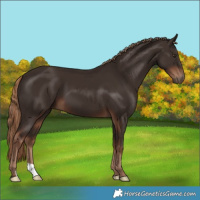 Horse Color:Liver Chestnut 