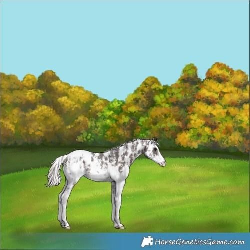 Horse Color:Silver Brown Sabino Appaloosa 
