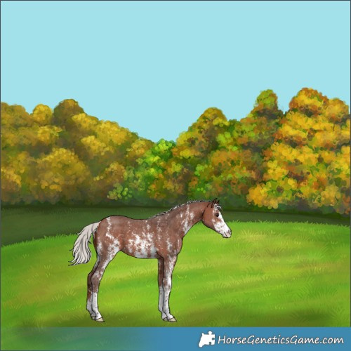 Horse Color:Silver Bay Sabino 