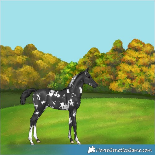 Horse Color:White Spotted Black 