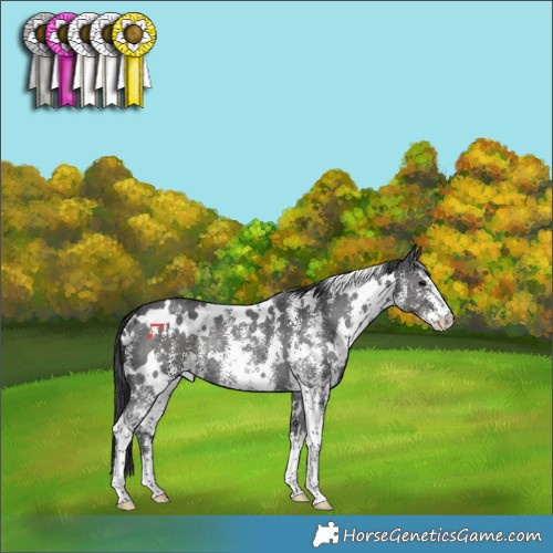 Horse Color:White Spotted Black Sabino Rabicano 