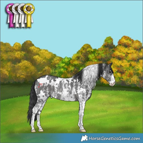 Horse Color:White Spotted Black Sabino Rabicano 