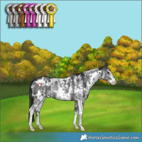 Horse Color:White Spotted Black Sabino Rabicano 