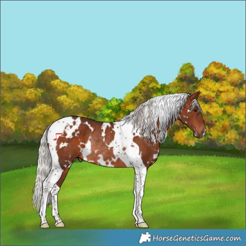 Horse Color:White Spotted Silver Brown Tobiano Rabicano 