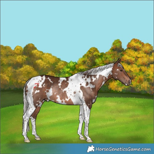 Horse Color:White Spotted Silver Brown Tobiano Rabicano 