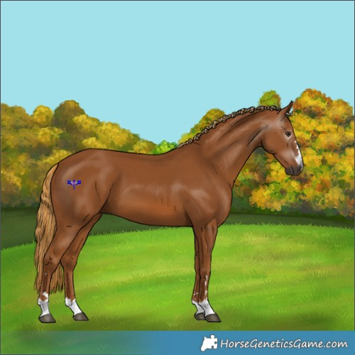 Horse Color:Gray Chestnut 