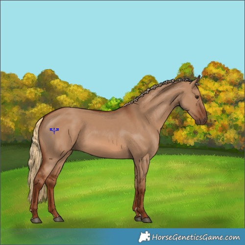 Horse Color:Red Dun 