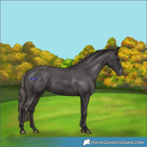 Horse Color:Smoky Black Appaloosa 