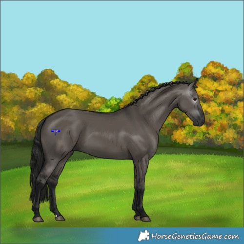 Horse Color:Gray Grullo 