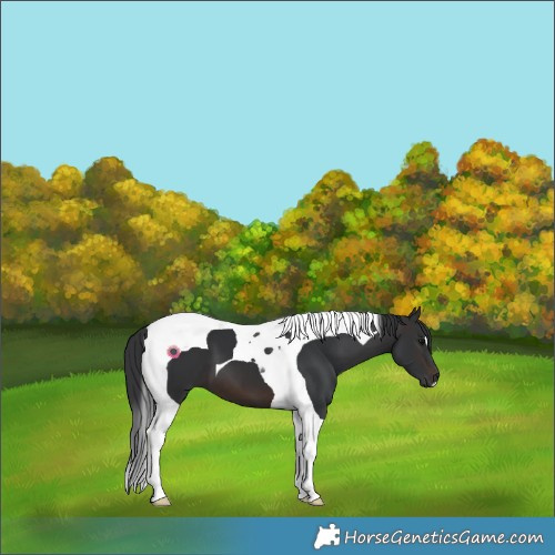 Horse Color:Brown Tobiano 