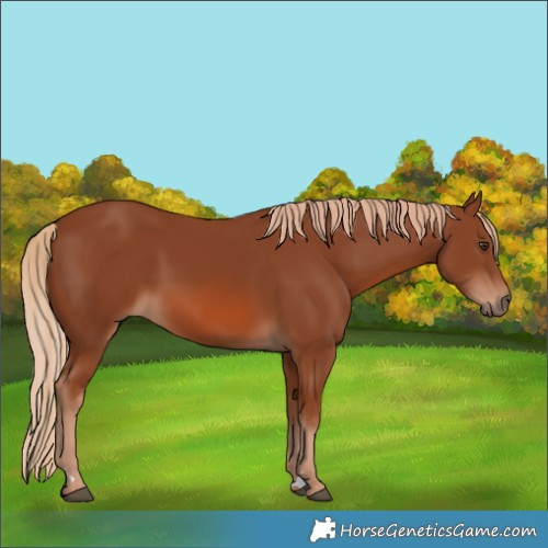 Horse Color:Chestnut 