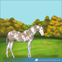 Horse Color:White Spotted Liver Red Dun Splash 