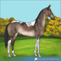 Horse Color:Brown Dun Tobiano Rabicano Brindle 