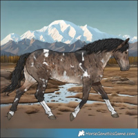 Horse Color:White Spotted Brown Dun Tobiano Rabicano Brindle 