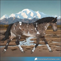 Horse Color:White Spotted Brown Dun Tobiano Rabicano Brindle