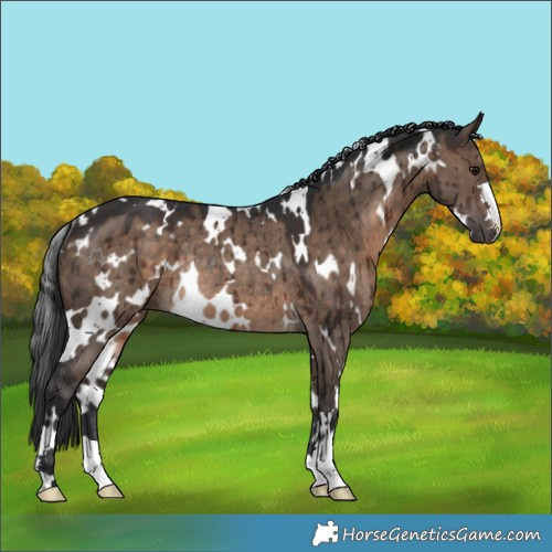Horse Color:White Spotted Brown Dun Rabicano Brindle 