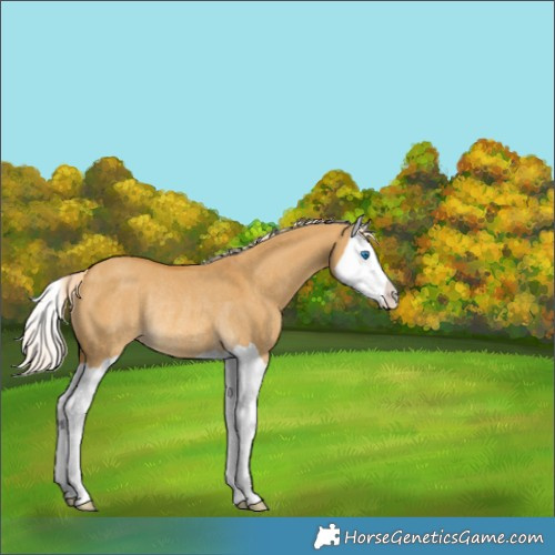 Horse Color:Palomino Dun Splash Rabicano 