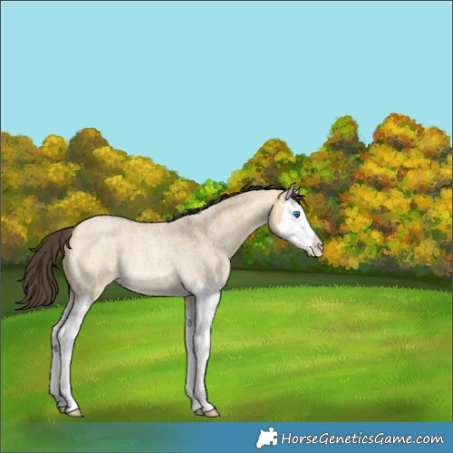 Horse Color:Buckskin Roan Dun Splash Rabicano 