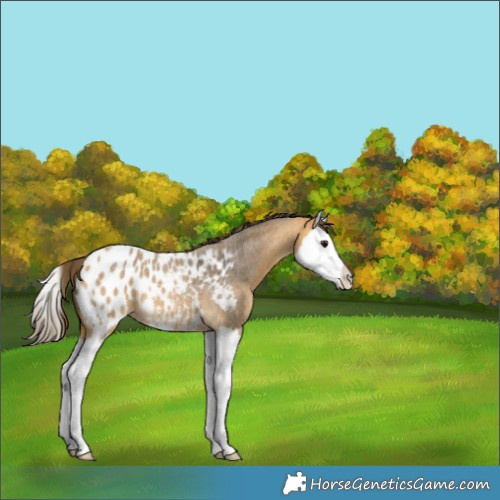 Horse Color:Buckskin Roan Splash Appaloosa 