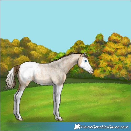 Horse Color:Buckskin Roan Splash Appaloosa Rabicano 