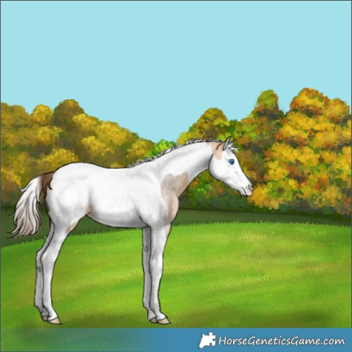 Horse Color:Buckskin Roan Splash Tobiano Snowcap 
