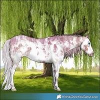 Horse Color:White Spotted Silver Grullo Ice Splash Frame