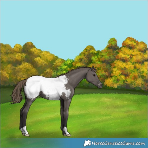 Horse Color:Smoky Grullo Appaloosa 