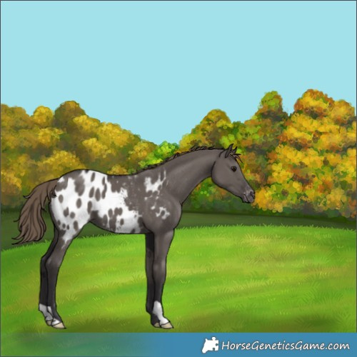 Horse Color:Smoky Grullo Appaloosa 