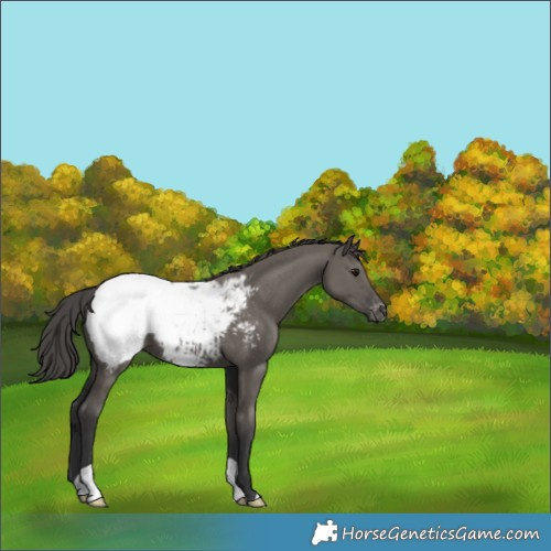 Horse Color:Grullo Appaloosa 