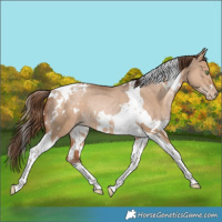 Horse Color:White Spotted Brown Pearl Dun Tobiano Rabicano 