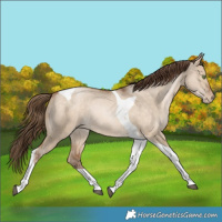 Horse Color:Brown Pearl Dun Tobiano Rabicano